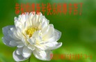 法轮功,哈尔滨大法弟子恭祝师尊新年好(22条)