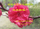ֹ,󷨵ӹףʦ(25)