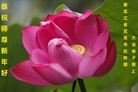 法轮功,哈尔滨大法弟子恭祝师尊新年好(22条)