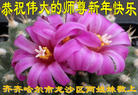ֹ,󷨵ӹףʦ(21)