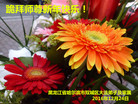 法轮功,哈尔滨大法弟子恭祝师尊新年好(22条)