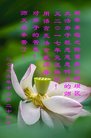 法轮功,重庆大法弟子恭祝师尊新年好(25条)