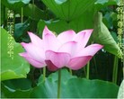 法轮功,长沙大法弟子恭祝师尊新年好(23条)