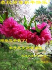 ֹ,󷨵ӹףʦ(25)