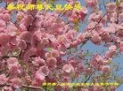 法轮功,郑州大法弟子恭祝师尊新年好(25条)