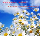 法轮功,重庆大法弟子恭祝师尊新年好(28条)