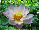 法轮功,齐齐哈尔大法弟子恭祝师尊新年好(29条)