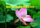 法轮功,广东大法弟子恭祝师尊新年好(25条)