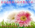 法轮功,陕西大法弟子恭祝师尊新年快乐(24条)
