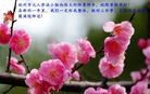 法轮功,河南大法弟子恭祝师尊新年快乐(29条
