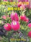 法轮功,河南大法弟子恭祝师尊新年快乐(29条
