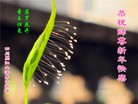 ֹ,Ĵ󷨵ӹףʦ(24)
