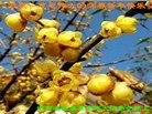 法轮功,河南大法弟子恭祝师尊新年好(30条)
