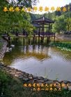 法轮功,山西大法弟子恭祝师尊新年好(23条)
