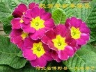 ֹ,󷨵ӹףʦ(32)
