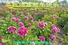 Published on 2/8/2016 ���ֹ�,��½�󷨵��ӹ�ףʦ������(42��)

