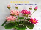 Published on 2/7/2016 ���ֹ�,��½�󷨵��ӹ�ףʦ������(27��)
