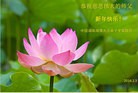 法轮功,湖南大法弟子恭祝师尊过年好(27条)
