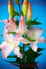 Published on 2/8/2016 ���ֹ�,��½�󷨵��ӹ�ףʦ������(44��)
