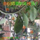 Published on 2/7/2016 ���ֹ�,��½�󷨵��ӹ�ףʦ������(30��)
