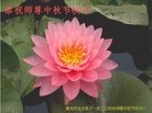 法轮功,青岛大法弟子恭祝师尊中秋好(22条)
