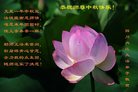 法轮功,四川大法弟子恭祝师尊中秋好(23条)