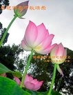 法轮功,河南大法弟子恭祝师尊中秋好(25条)
