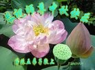 ֹ,ӱ󷨵ӹףʦ(24)
