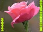 ֹ,ʡ󷨵ӹףʦ(24)
