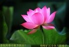 ֹ,ӱ󷨵ӹףʦ(24)
