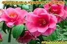 ֹ,ʡ󷨵ӹףʦ(24)
