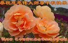 ֹ,Ĵ󷨵ӹףʦ(19)