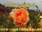 ֹ,Ĵ󷨵ӹףʦ(19)
