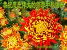 法轮功,山西大法弟子恭祝师尊中秋好(21条)