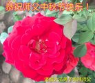 ֹ,Ϋ󷨵ӹףʦ(23)