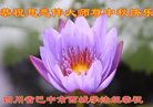 ֹ,Ĵ󷨵ӹףʦ(19)