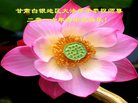 法轮功,甘肃大法弟子恭祝师尊中秋好(19条)