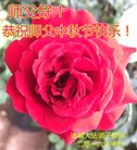 法轮功,潍坊大法弟子恭祝师尊中秋好(23条)