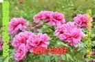 法轮功,陕西大法弟子恭祝师尊中秋快乐(25条)