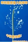 法轮功,山西大法弟子恭祝师尊中秋好(28条)