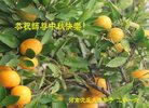 法轮功,河南大法弟子恭祝师尊中秋好(25条)
