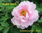 法轮功,河南大法弟子恭祝师尊中秋好(25条)
