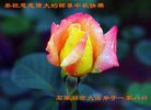 法轮功,石家庄大法弟子恭祝师尊中秋好(23条)