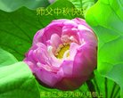 ֹ,󷨵ӹףʦ(19)