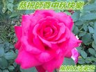 ֹ,󷨵ӹףʦ(22)