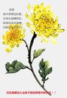 法轮功,河南大法弟子恭祝师尊中秋好(25条)