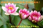 法轮功,鸡西大法弟子恭祝师尊中秋快乐(27条)