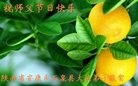 法轮功,陕西大法弟子恭祝师尊中秋好(18条)