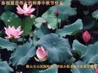 法轮功,辽宁大法弟子恭祝师尊中秋快乐(24条)