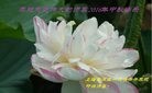 ֹ,Ϻ󷨵ӹףʦ(29)